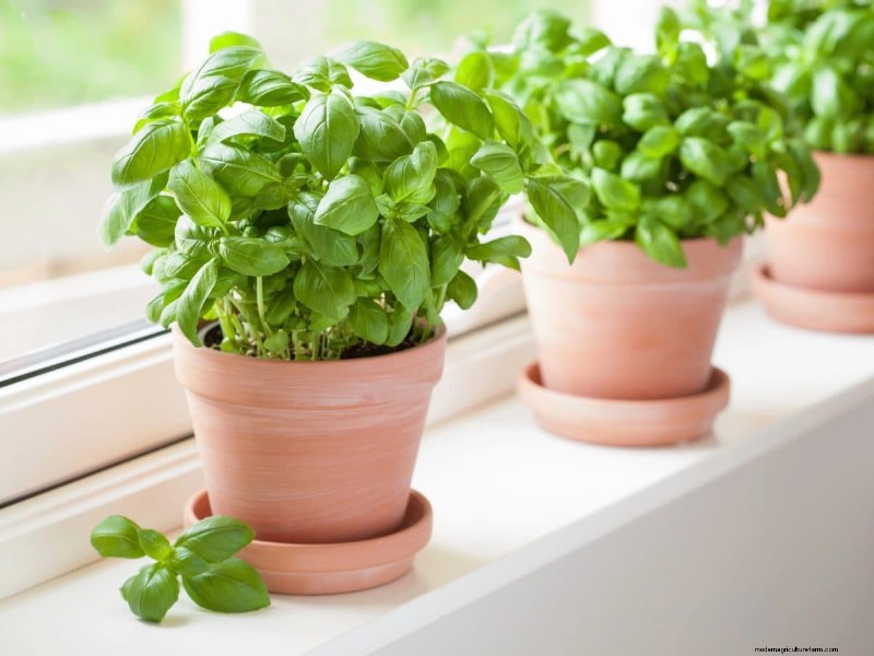 Container Gardening: Easy & Low-Maintenance for Small Spaces