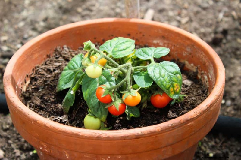 Container Gardening: Easy & Low-Maintenance for Small Spaces
