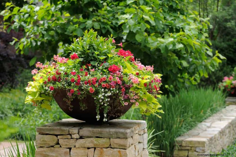 Container Gardening: Easy & Low-Maintenance for Small Spaces