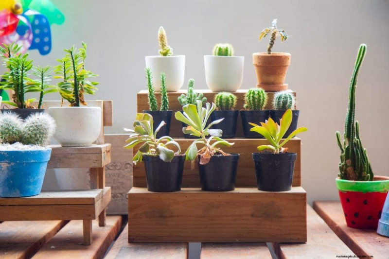 Container Gardening: Easy & Low-Maintenance for Small Spaces