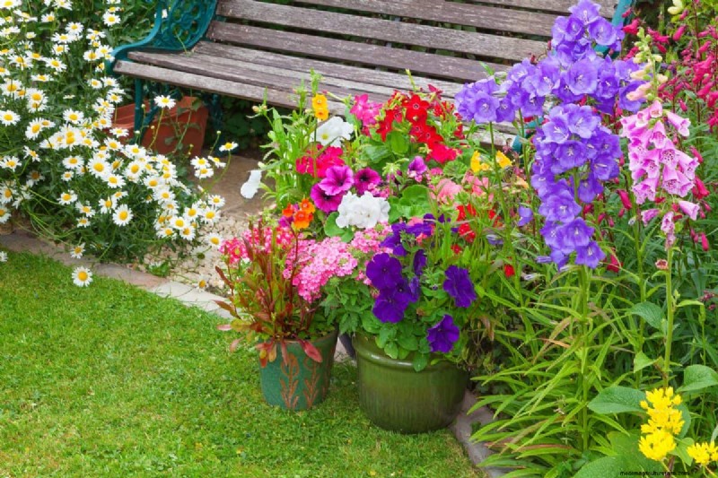 Container Gardening: Easy & Low-Maintenance for Small Spaces