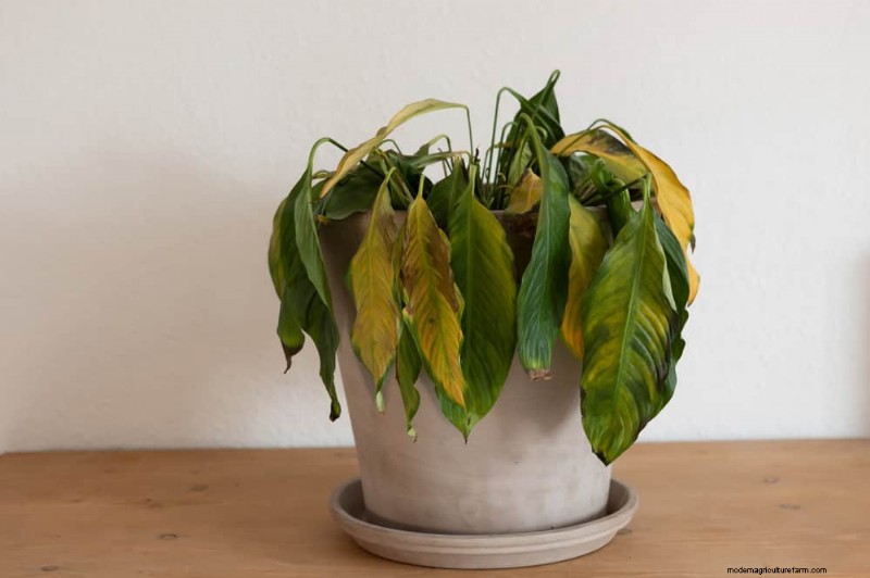 Plant Care for Beginners: A Guide to Thriving (and Not Feeling Guilty)
