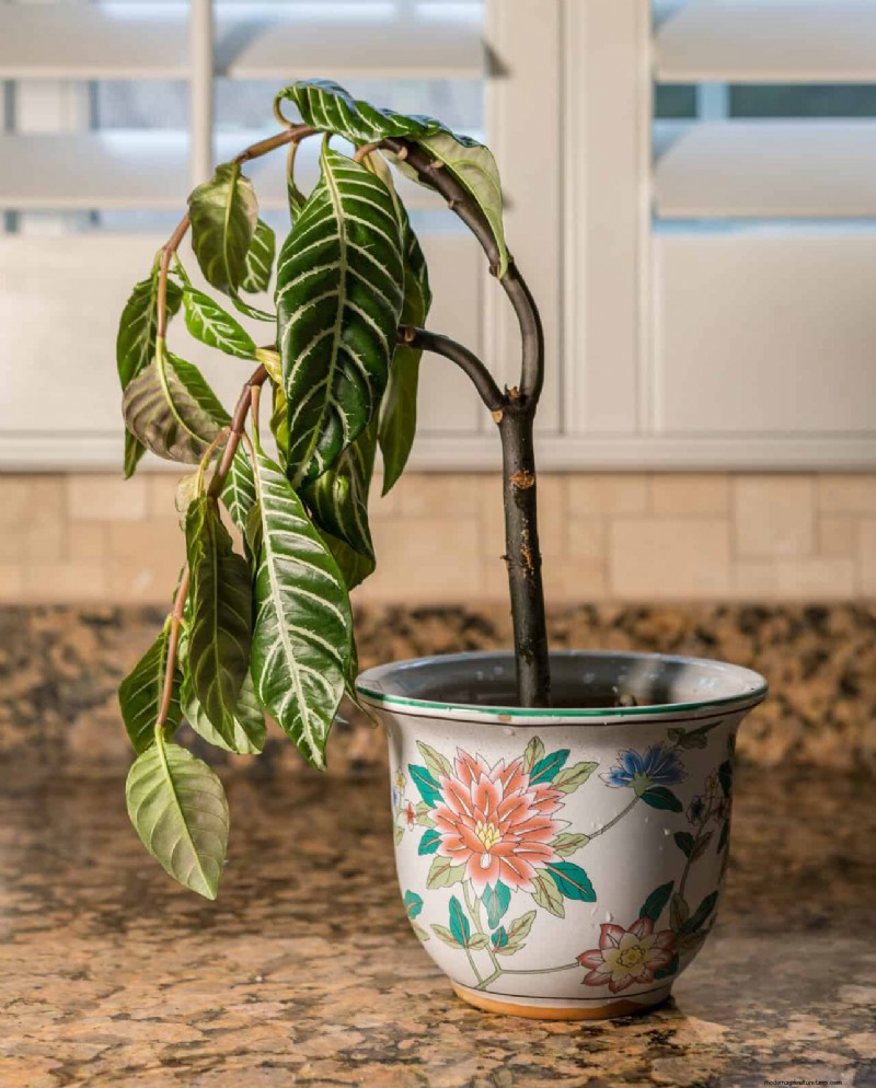 Plant Care for Beginners: A Guide to Thriving (and Not Feeling Guilty)