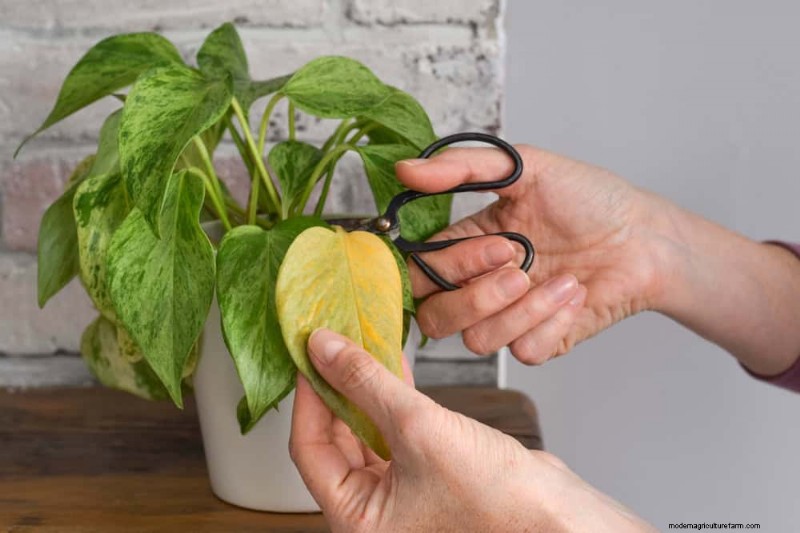 Plant Care for Beginners: A Guide to Thriving (and Not Feeling Guilty)