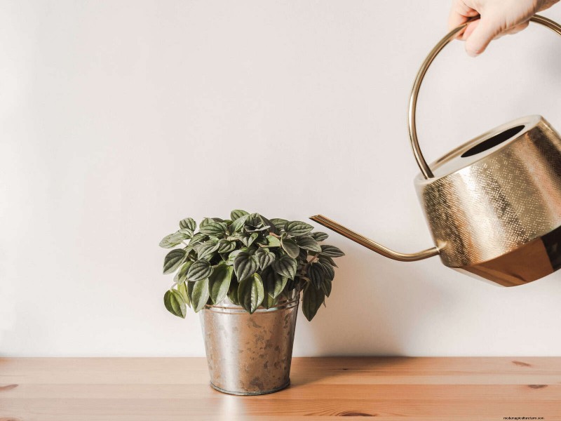 Plant Care for Beginners: A Guide to Thriving (and Not Feeling Guilty)