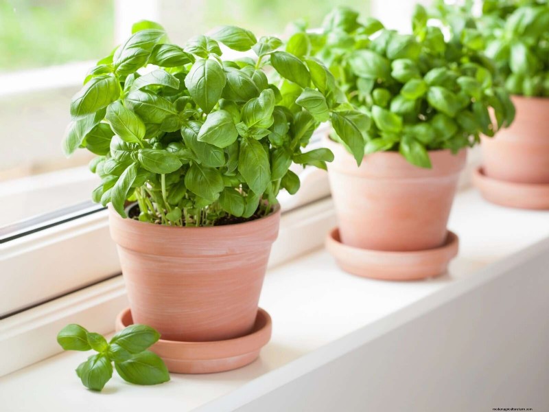 Plant Care for Beginners: A Guide to Thriving (and Not Feeling Guilty)