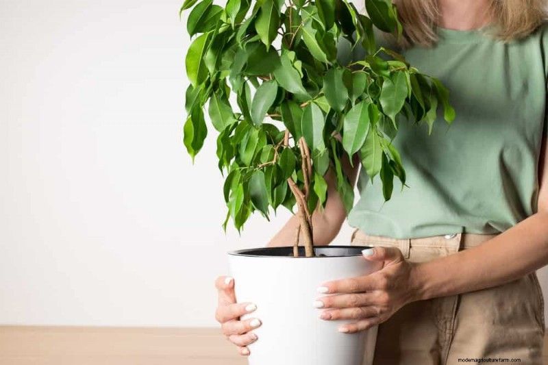Plant Care for Beginners: A Guide to Thriving (and Not Feeling Guilty)