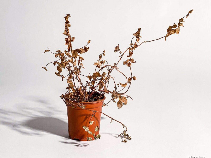 Plant Care for Beginners: A Guide to Thriving (and Not Feeling Guilty)