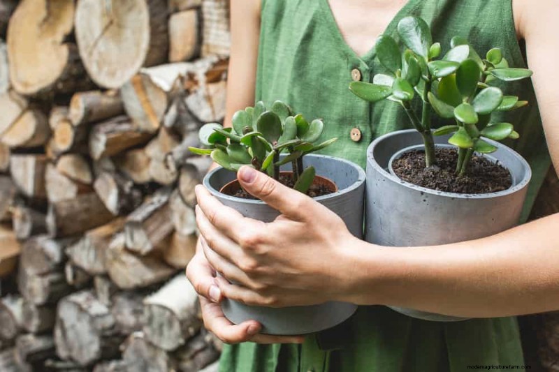 Plant Care for Beginners: A Guide to Thriving (and Not Feeling Guilty)