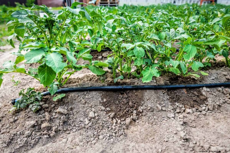 Gardening for Executive Dysfunction: Simple, Realistic Systems