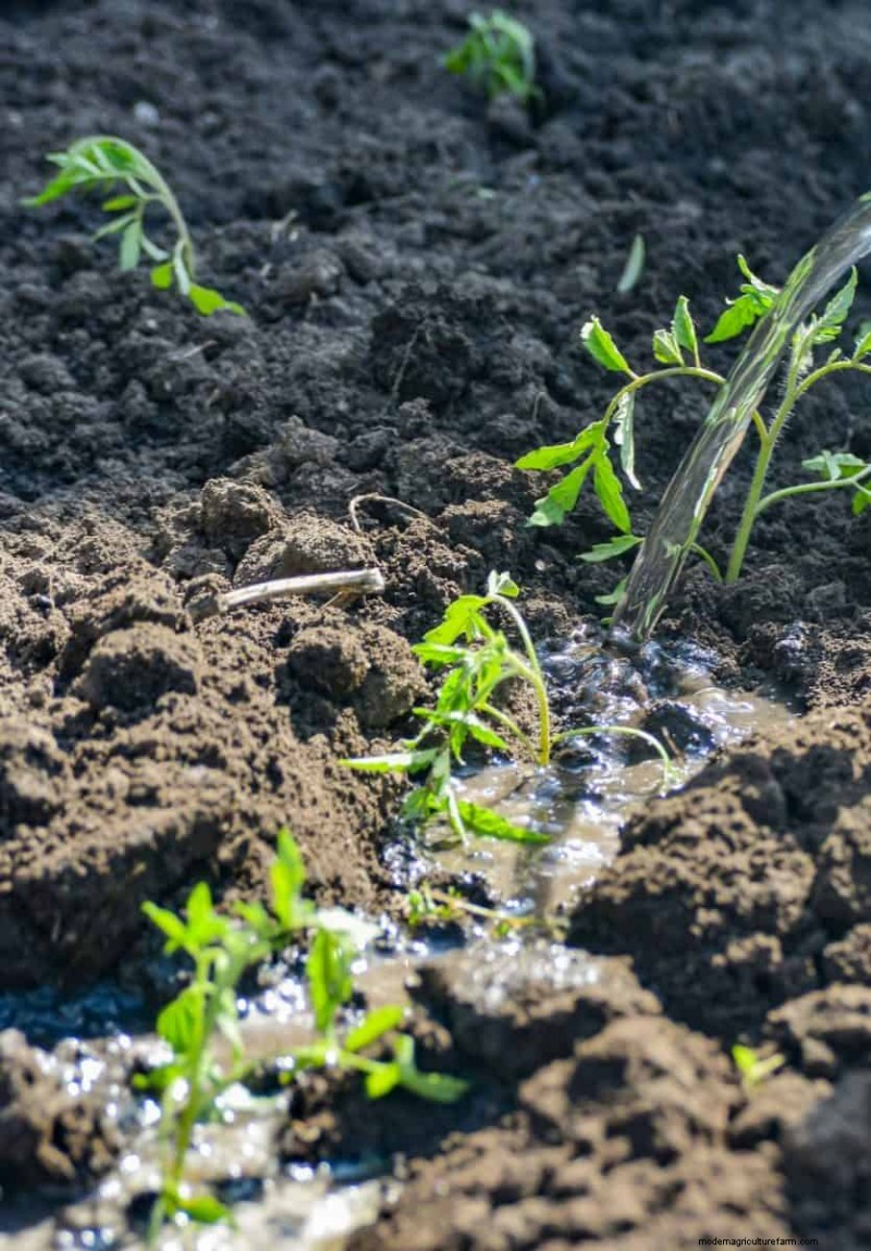 Simple Steps to Start a Garden, Even When Overwhelmed
