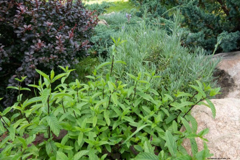 Simple Steps to Start a Garden, Even When Overwhelmed
