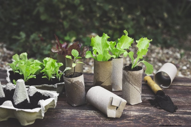 Simple Steps to Start a Garden, Even When Overwhelmed