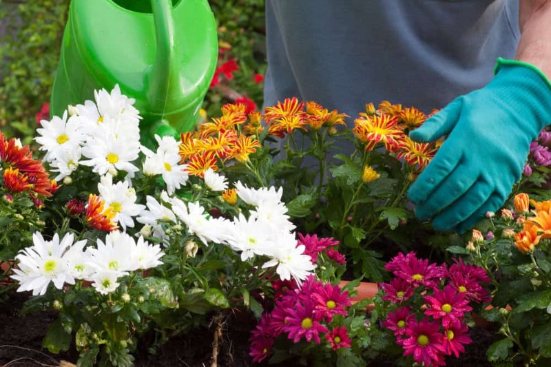 Simple Steps to Start a Garden, Even When Overwhelmed