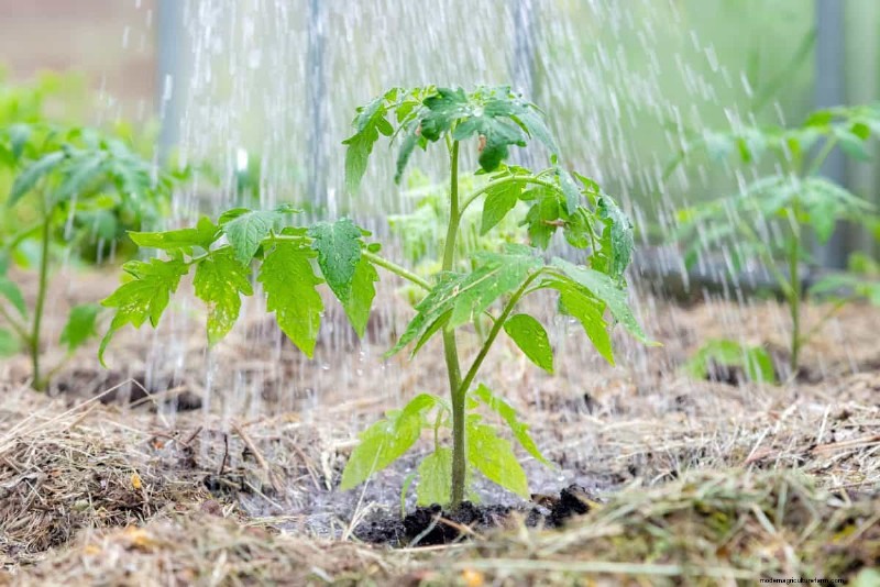 Simple Steps to Start a Garden, Even When Overwhelmed