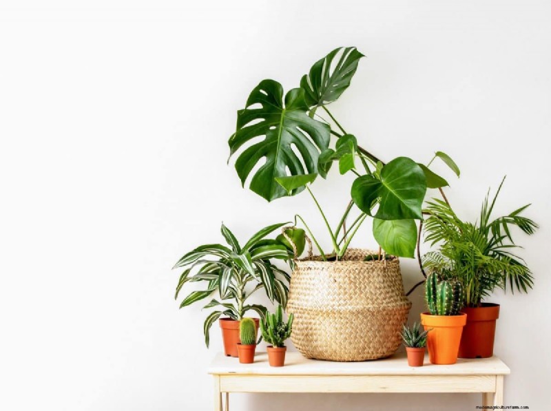 Simple Steps to Start a Garden, Even When Overwhelmed