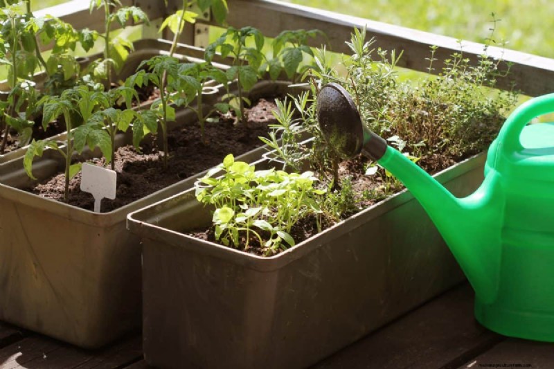 Simple Steps to Start a Garden, Even When Overwhelmed