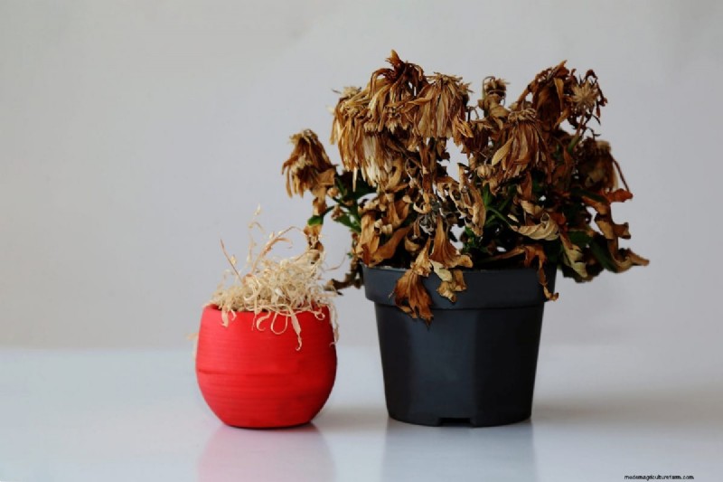 Container Plant Drainage: Avoid These 12 Deadly Mistakes