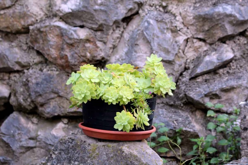 Container Plant Drainage: Avoid These 12 Deadly Mistakes