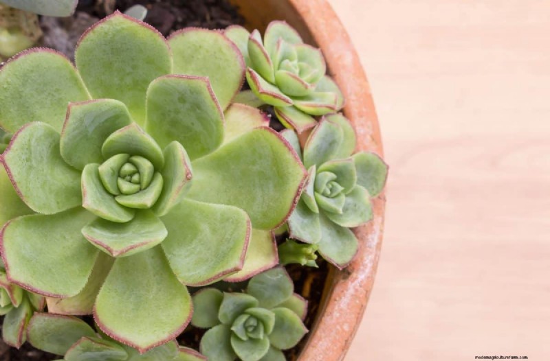 Container Plant Drainage: Avoid These 12 Deadly Mistakes