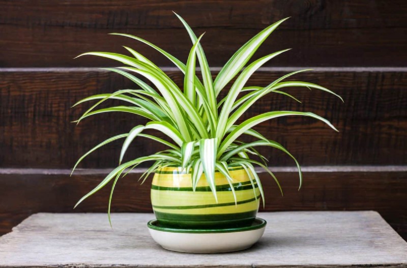 Container Plant Drainage: Avoid These 12 Deadly Mistakes