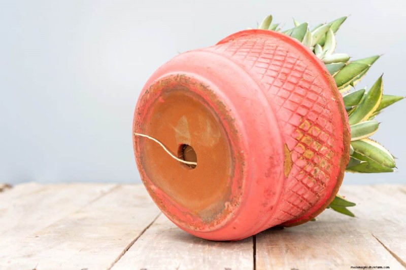 Container Plant Drainage: Avoid These 12 Deadly Mistakes