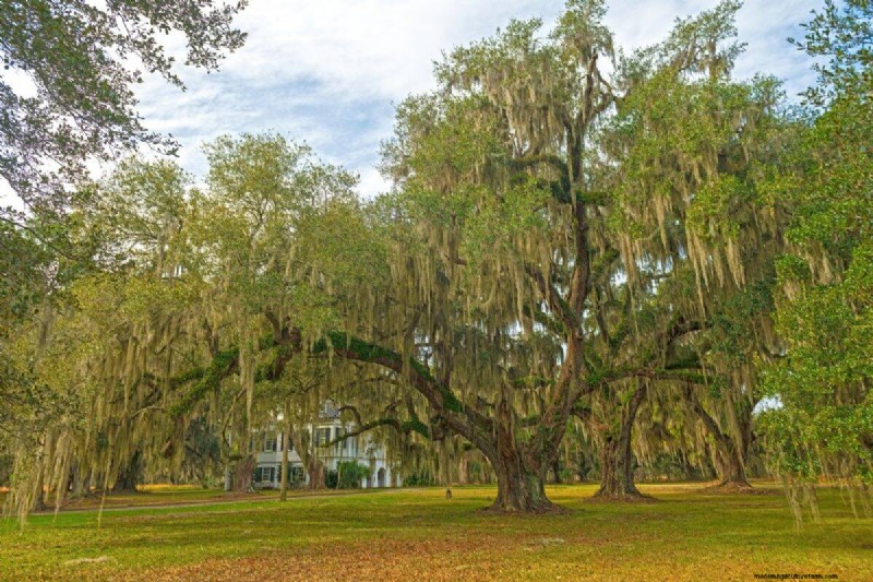 Wind-Resistant Plants: Beautiful Choices for Stormy Climates