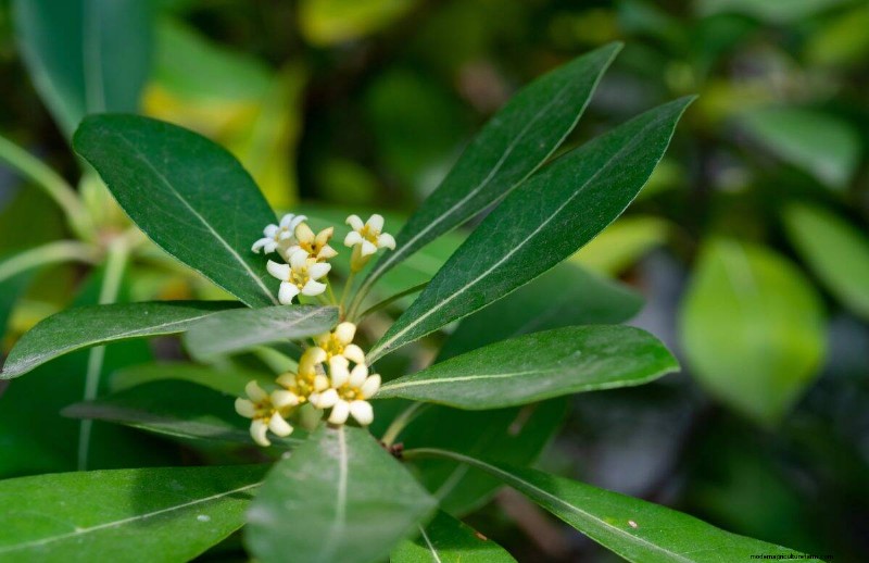 Wind-Resistant Plants: Beautiful Choices for Stormy Climates