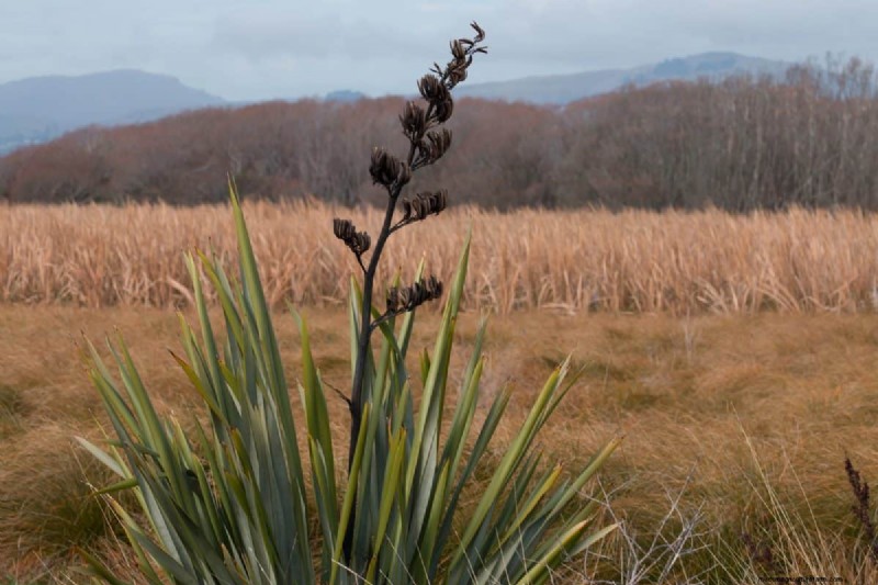 Wind-Resistant Plants: Beautiful Choices for Stormy Climates