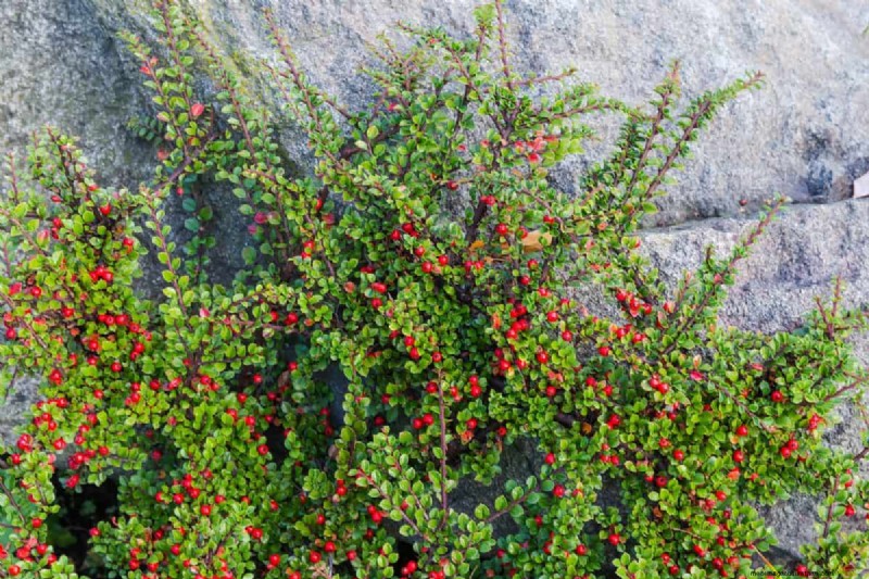 Wind-Resistant Plants: Beautiful Choices for Stormy Climates