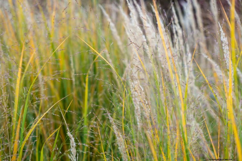 Wind-Resistant Plants: Beautiful Choices for Stormy Climates
