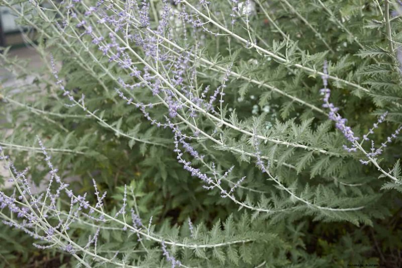 Wind-Resistant Plants: Beautiful Choices for Stormy Climates