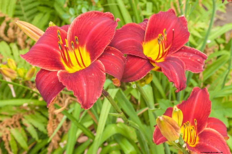 Wind-Resistant Plants: Beautiful Choices for Stormy Climates