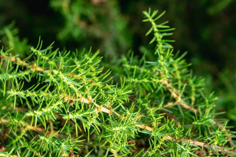 Wind-Resistant Plants: Beautiful Choices for Stormy Climates