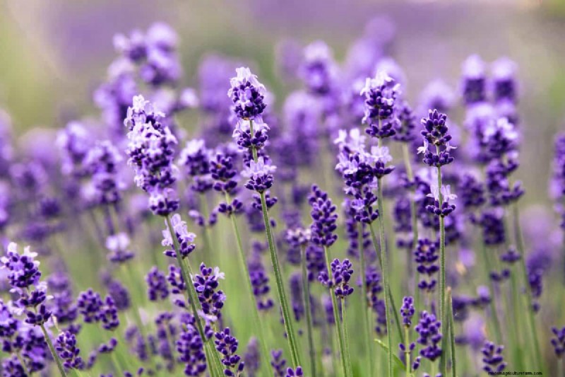 Lavender Care: 15 Expert Tips for Thriving, Fragrant Plants
