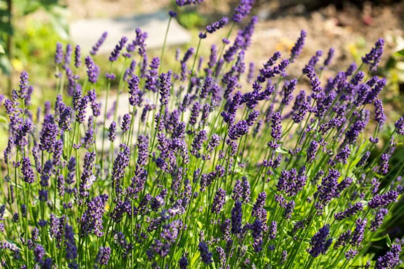 Lavender Care: 15 Expert Tips for Thriving, Fragrant Plants