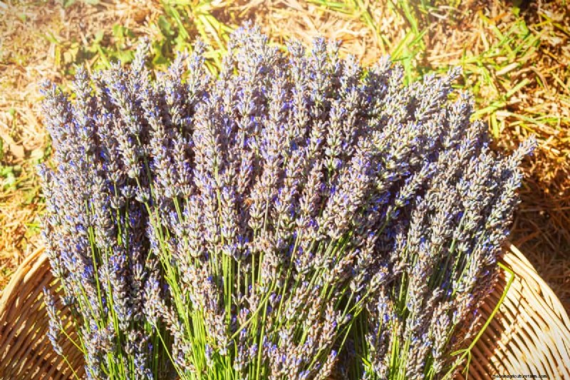Lavender Care: 15 Expert Tips for Thriving, Fragrant Plants