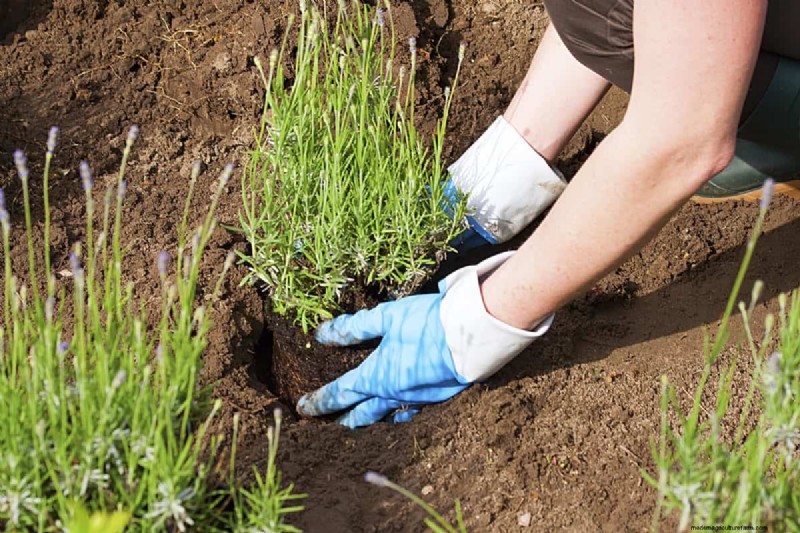 Lavender Care: 15 Expert Tips for Thriving, Fragrant Plants