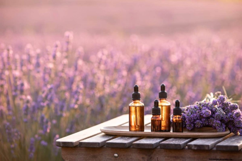 Lavender Care: 15 Expert Tips for Thriving, Fragrant Plants