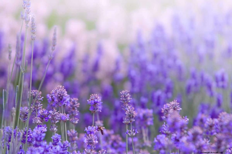 Lavender Care: 15 Expert Tips for Thriving, Fragrant Plants
