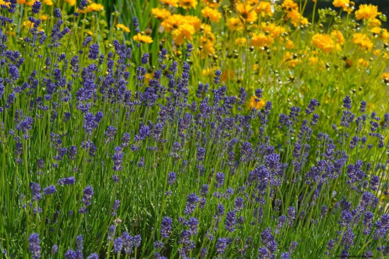 Lavender Care: 15 Expert Tips for Thriving, Fragrant Plants