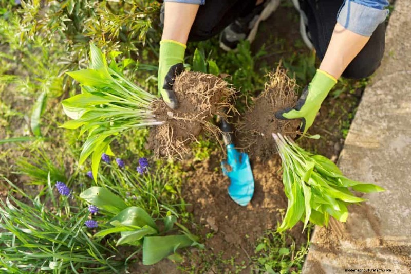 Essential Spring Gardening Tasks for March: A Complete Guide