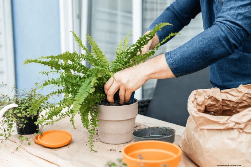 Essential Spring Gardening Tasks for March: A Complete Guide
