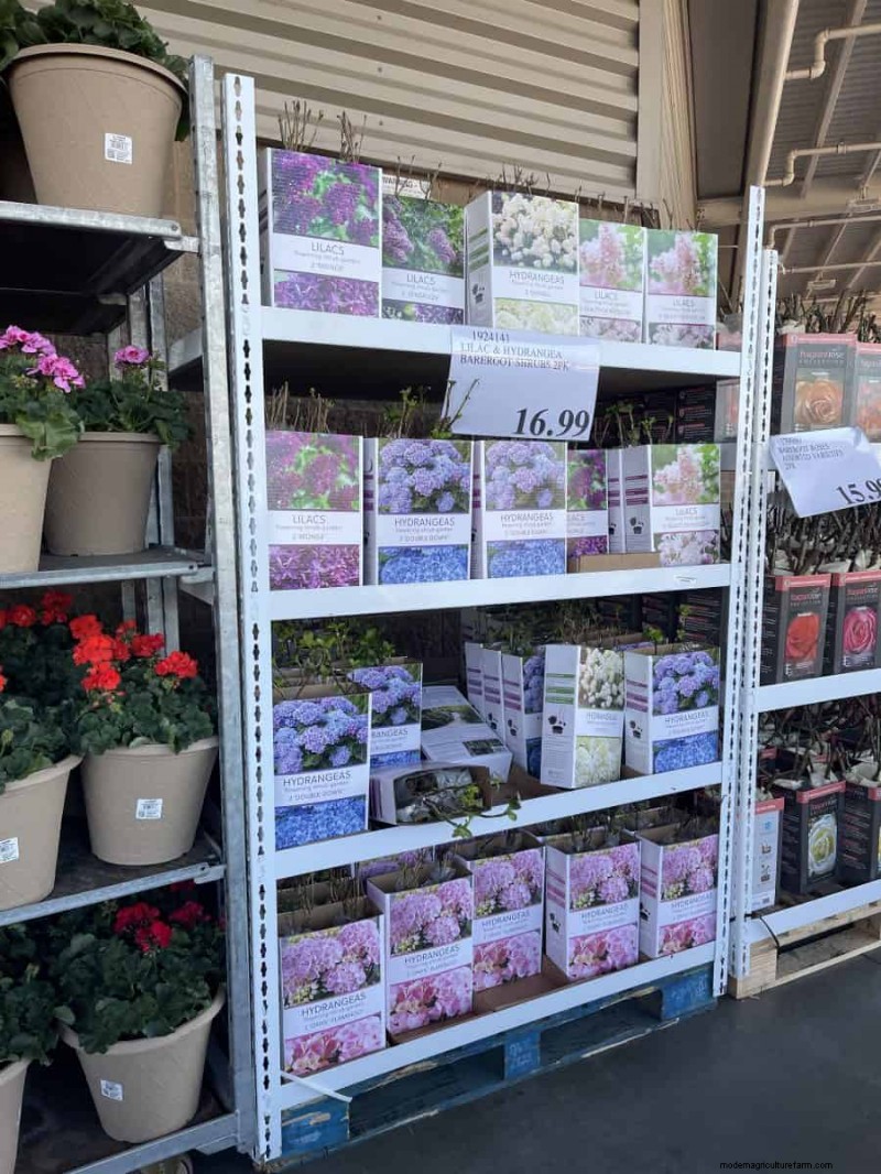 Costco Gardening Finds: Spring Bulbs, Roses & More (20+ Deals!)