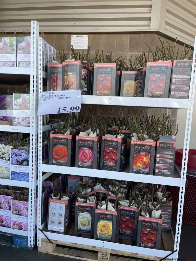 Costco Gardening Finds: Spring Bulbs, Roses & More (20+ Deals!)