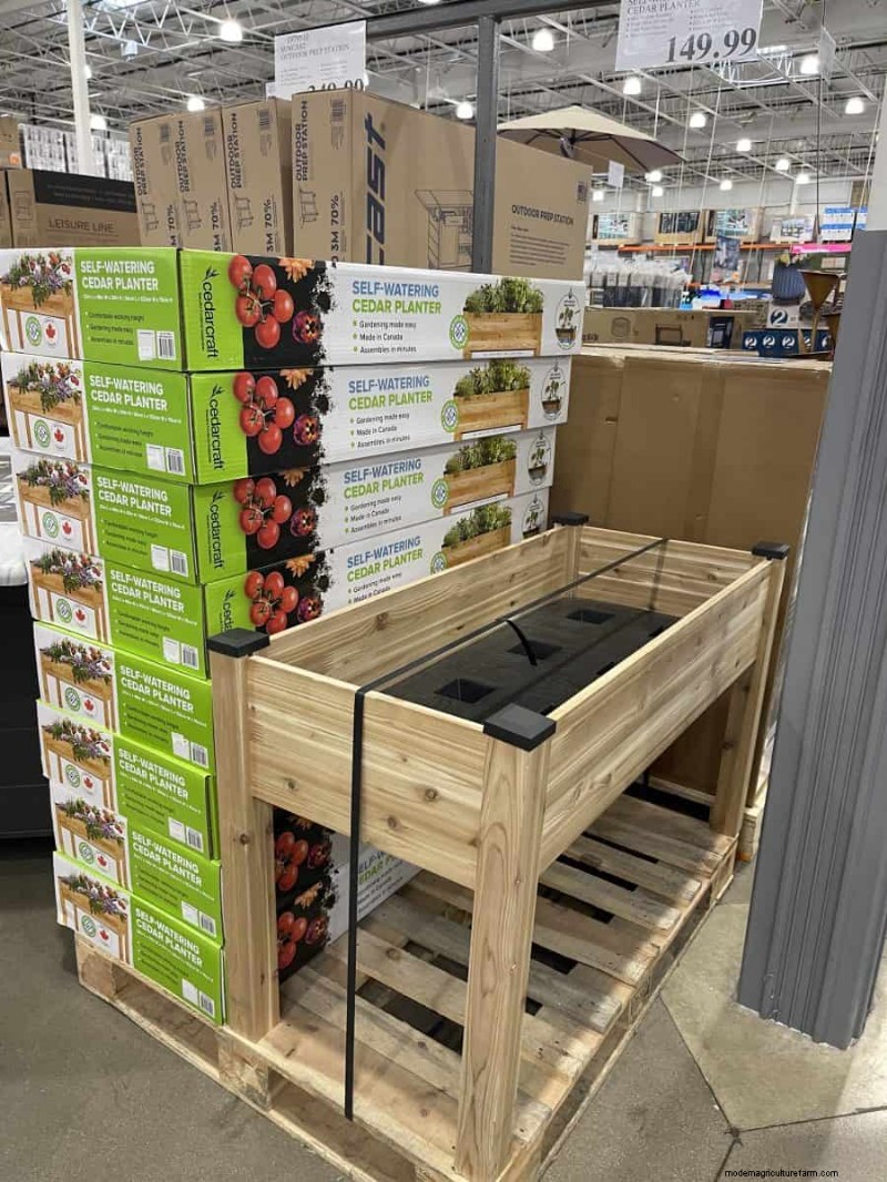 Costco Gardening Finds: Spring Bulbs, Roses & More (20+ Deals!)