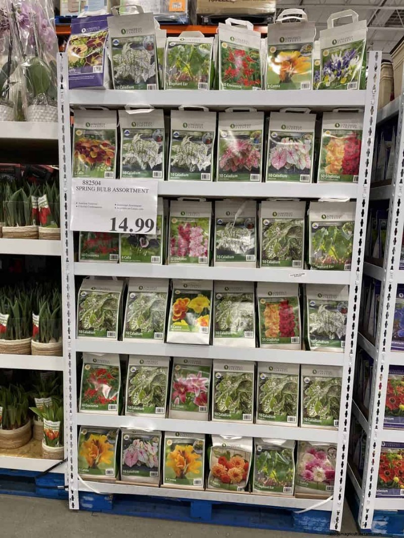 Costco Gardening Finds: Spring Bulbs, Roses & More (20+ Deals!)