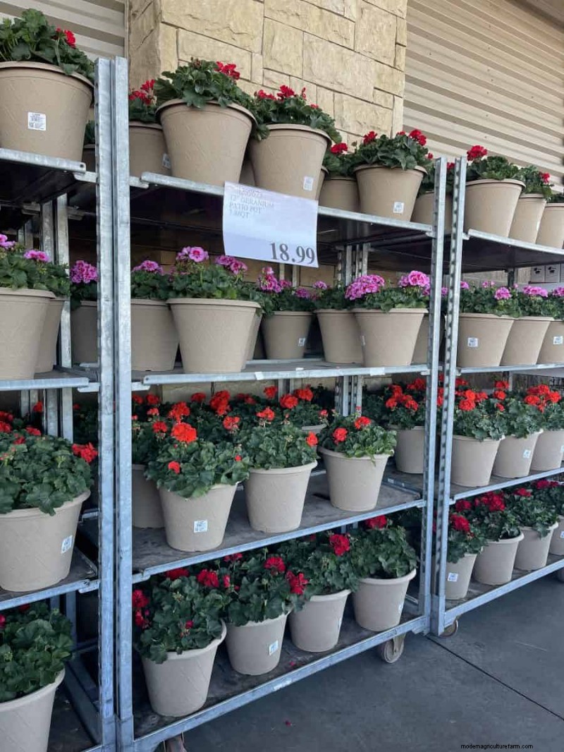 Costco Gardening Finds: Spring Bulbs, Roses & More (20+ Deals!)