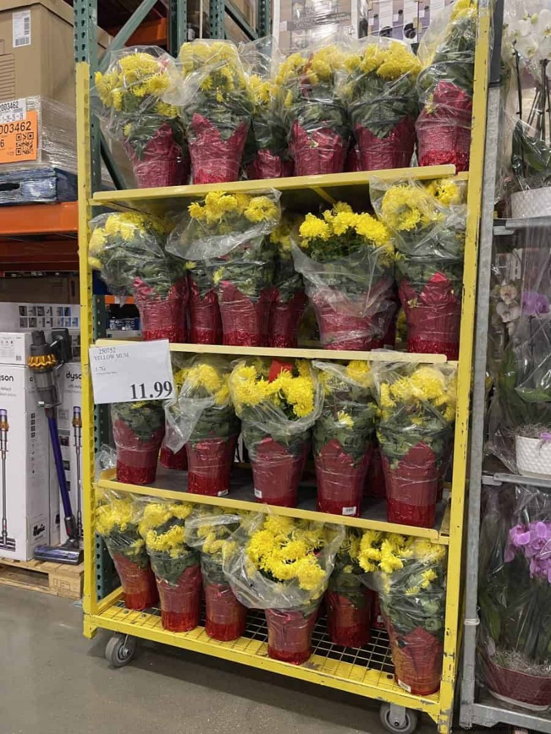 Costco Gardening Finds: Spring Bulbs, Roses & More (20+ Deals!)