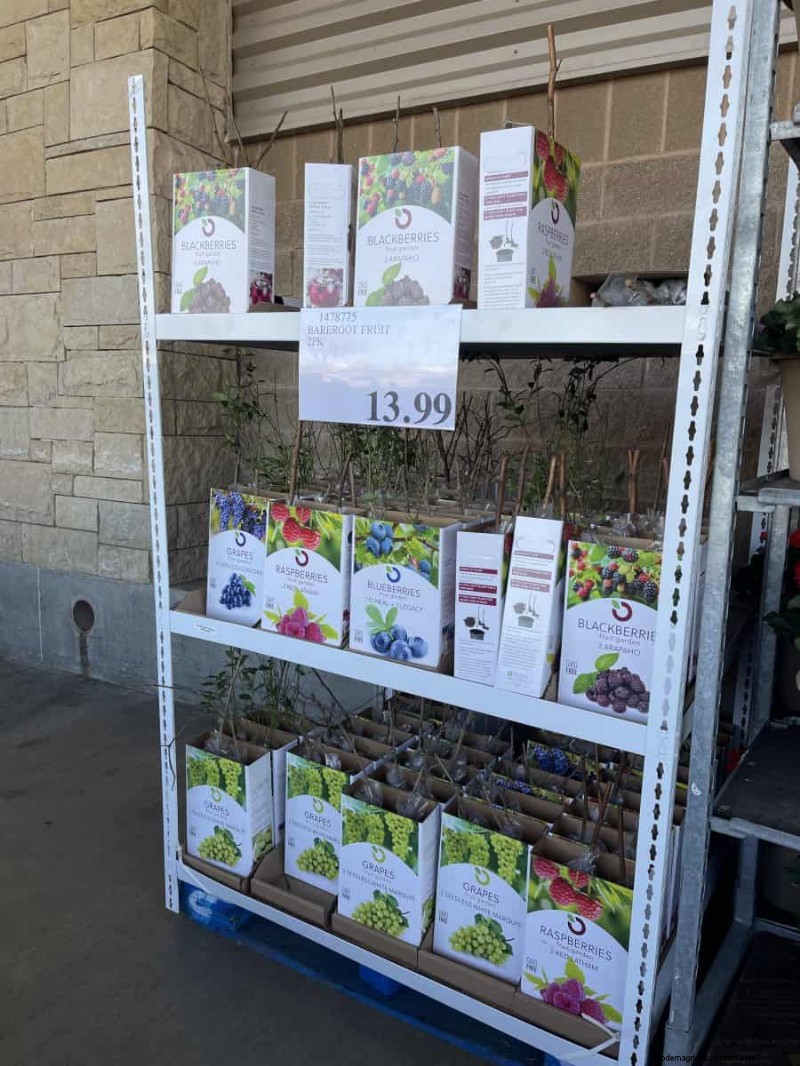 Costco Gardening Finds: Spring Bulbs, Roses & More (20+ Deals!)